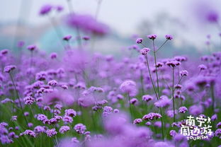 美得恍如梦境 南宁竟藏着一大片紫色花海,仿佛去到了浪漫的法国薰衣草庄园