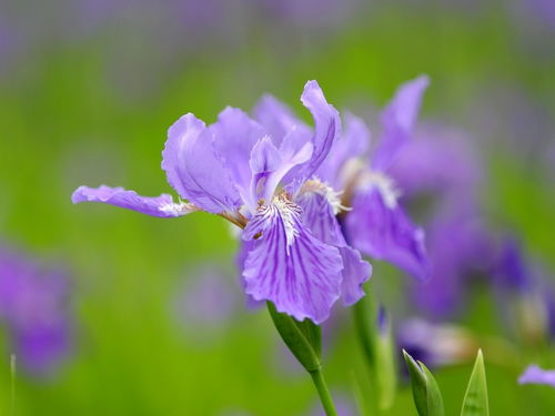 3月末尾,好运连连,重逢旧爱,情投意合,3星座白头偕老