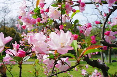 春天去一个景点赏花，如何拍出最美花中人像(赏花怎么拍照才好看)