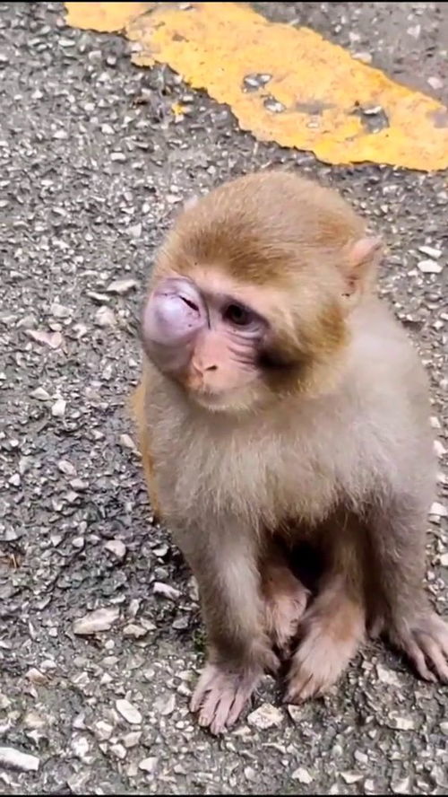 这猴子的脸是怎么了,太可怜了 