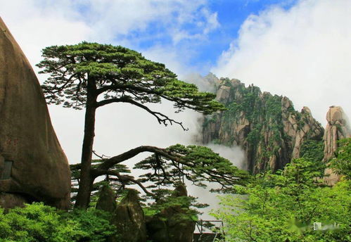 徽风古韵 暑夏清幽之旅 I 暑夏黄山旅游摄影最全攻略