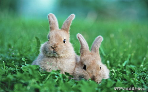 四川每年消耗3亿只兔子,兔子跟不上繁衍速度 事实并非如此