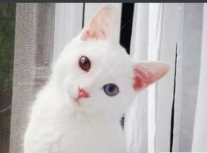 白色异瞳猫咪,有么有么,想养一只作个伴,这样的 