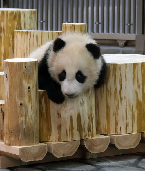 在日诞生大熊猫宝宝 枫浜 园内玩耍 