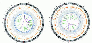 专家破译癌细胞基因密码 带来医治癌症全新革命 