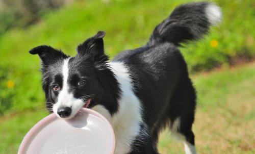 传奇犬种边境牧羊犬不平凡的一生