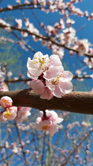 家乡情愫百世流芳