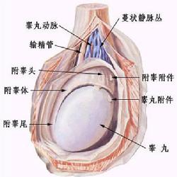 玉田去哪里治疗睾丸炎