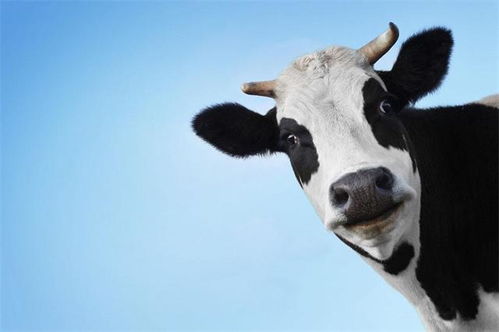 天天喝牛奶,你知道奶牛有公牛吗 奶牛是不是生下来就会一直产奶