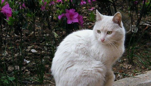 花两千块钱买了只白猫,卖家一口咬定是英短,网友 它可能是英长