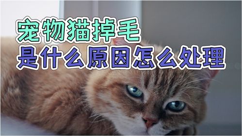 宠物猫掉毛是什么原因怎么处理 