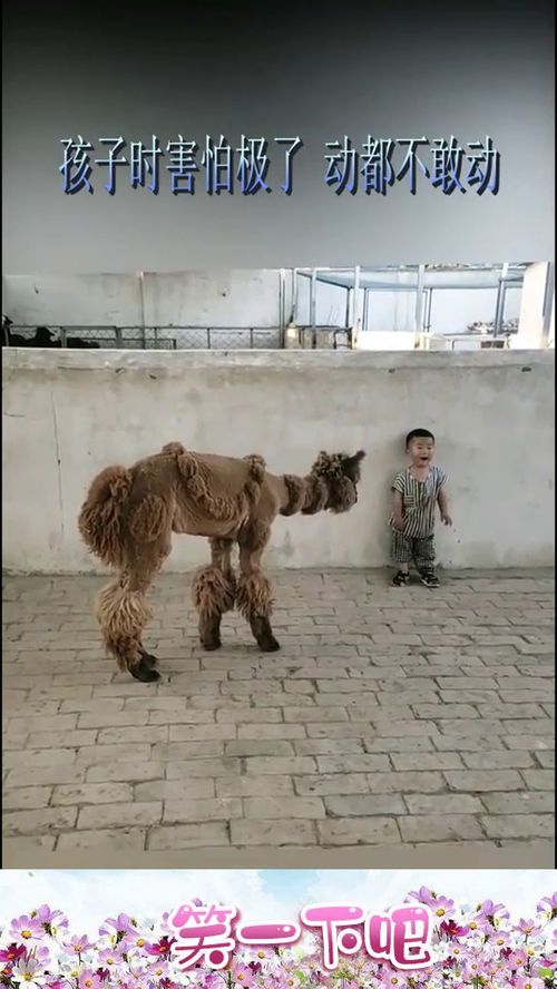 这是什么生物,孩子靠在墙上,动都不敢动了 