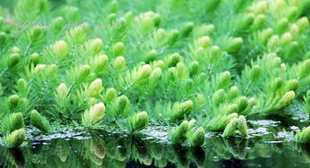 金鱼藻图片 金鱼藻怎么养 金鱼藻的特点 金鱼藻是什么 金鱼藻作用 土巴兔家居百科 