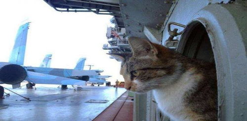 美军航母上演猫和老鼠,大闹一番毫无见效,中国用土办法完美解决