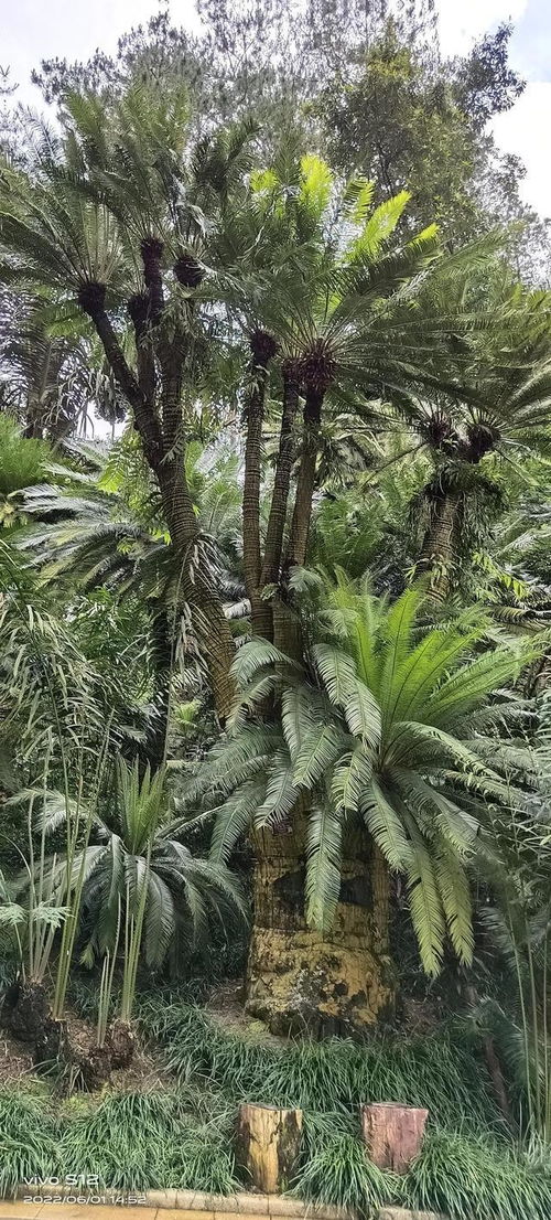 千年铁树开花了啥意思(铁树开花什么意思？)