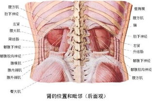 梦见动物内脏是什么意思 