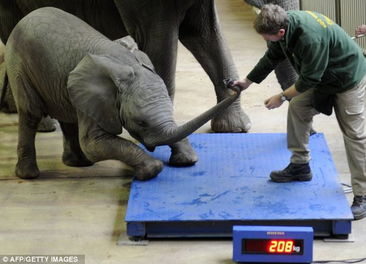 德国动物园体检 倔强小象拒绝称体重 