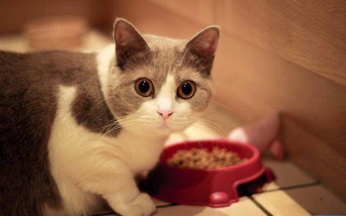 猫咪能不能吃狗粮