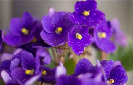 紫罗兰的花语,紫罗兰的花语是啥？
