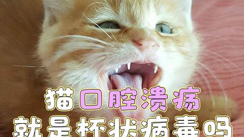 猫咪口腔溃疡是什么原因