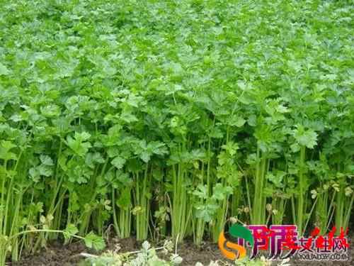 芹菜是发物吗芹菜不是发物可以放心食用