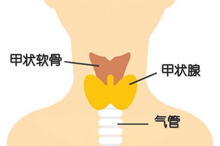 其实不是累,只是甲状腺出现了问题 结节 