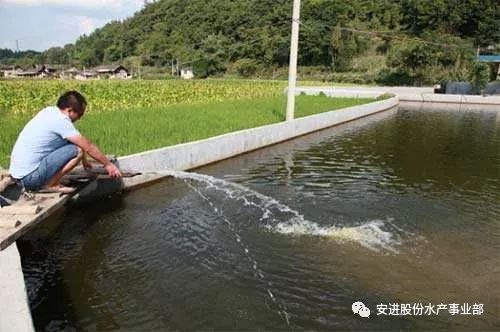 对虾塘经常添换水的好处 