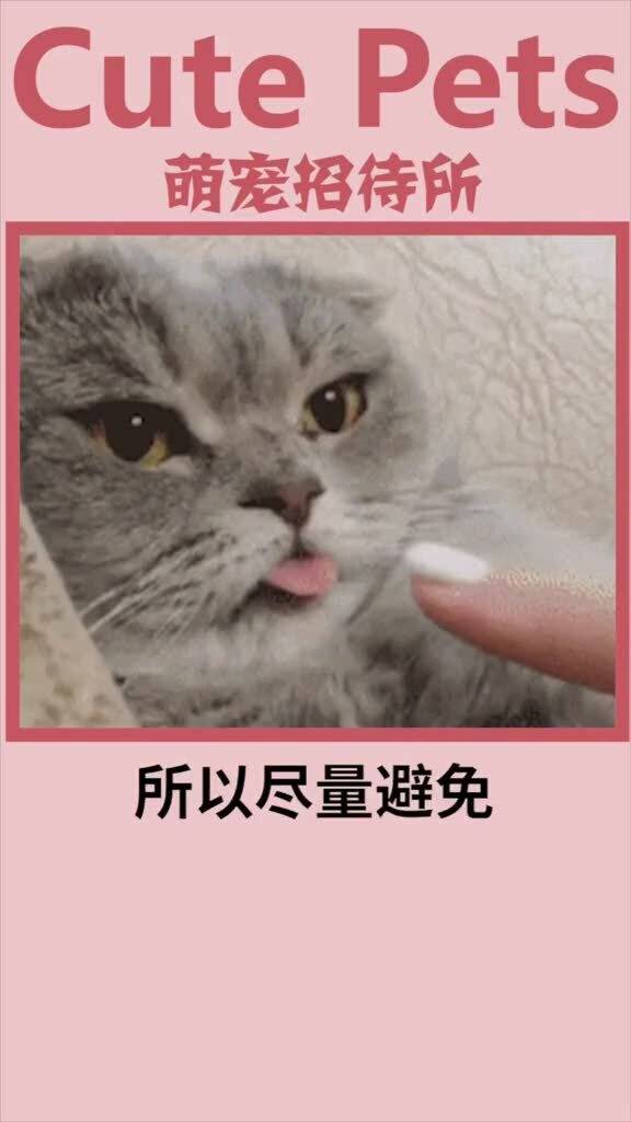 怎么预防猫传腹呢,要谨记这3点噢 