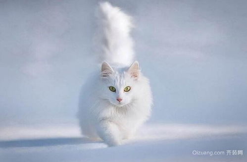 白猫是什么品种 白猫是招鬼的还是辟邪的 为什么说养猫穷三代 
