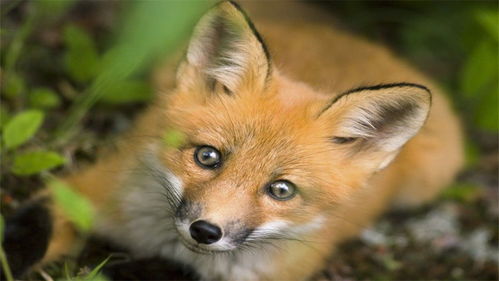 想要饲养狐狸,有些知识最好了解一下,不然容易造成困扰 