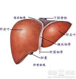 怎么预防肝性脑病