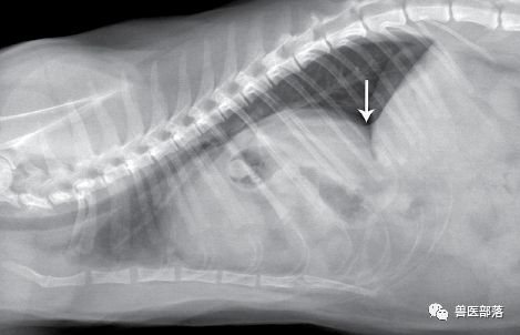 犬猫心包囊横膈疝 PPDH 的诊断与治疗