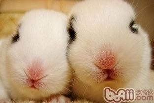 小白兔为什么会长成三瓣嘴 