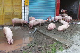 广安 洪水卷走430头猪养猪大户损失惨重 