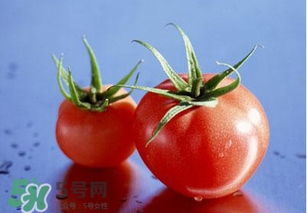 孕妇可以吃生西红柿吗 孕期多吃西红柿的好处
