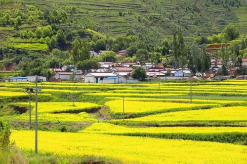 高考结束,我们一起去看油菜花