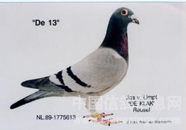 名鸽欣赏之你知道多少大名鸽的名字 内蒙古比昂鸽舍 