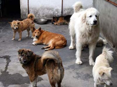 成都市区限养大型犬只 引发动物保护者新担忧 