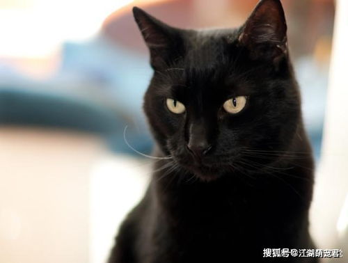 黑猫为什么少人养 除了不吉利,还有这5大原因 