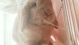 小兔兔吃青草,两岁的小萌娃喂兔兔吃草