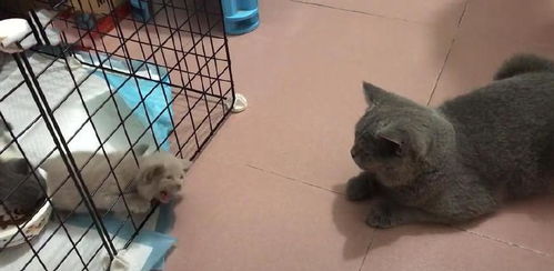 小奶猫被关在笼子里,急得大叫,之后发生的一幕让主人惊讶