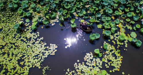 节气 今日谷雨,落花如雨,流水有情