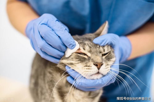 猫咪鼻头发白是贫血吗 关于猫贫血的判断方法及治疗方式合集