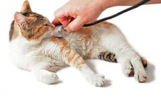 宠物趣闻 猫打喷嚏可以打疫苗吗