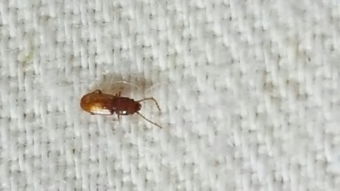 我床上的这种小虫子叫什么咬人吗
