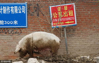 郑州市区胡同散养猪 猪倌年近八旬且残疾 