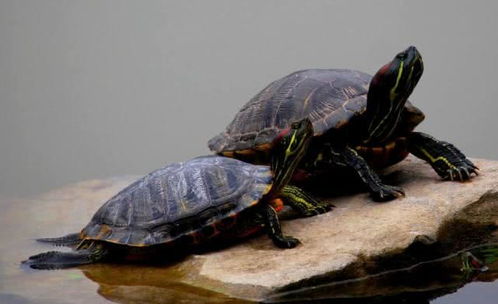 俗话说 千年王八万年龟 乌龟真能活那么久 跟想象差距很大