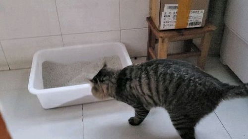 为什么猫总把便便拉在猫砂盆外面 