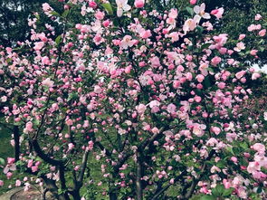 我爱的那一片片繁花似锦 武汉周末赏樱
