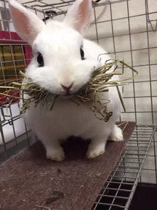 主银只是想要帮小兔子换掉笼子里的草,没想到小兔子吓坏了